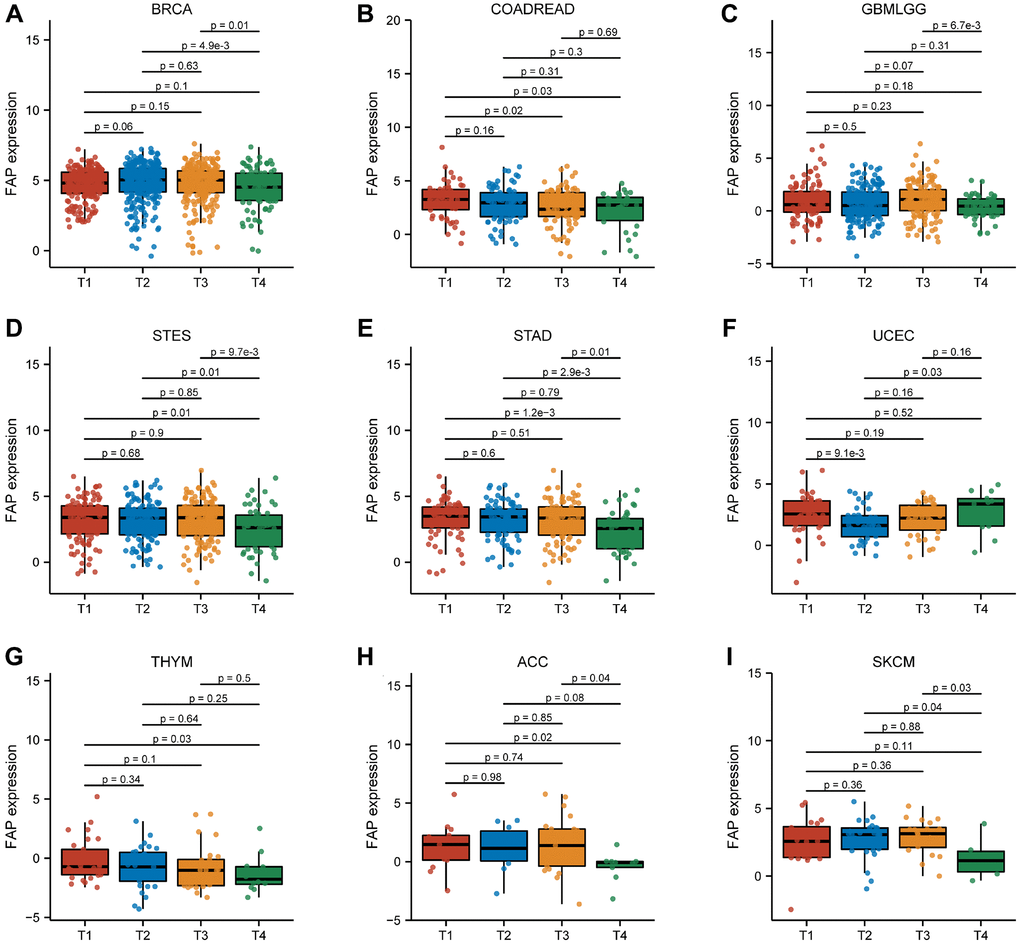 Association between FAP expression and T stage in (A) breast invasive carcinoma (BRCA), (B) colon adenocarcinoma/rectum adenocarcinoma esophageal carcinoma (COADREAD), (C) glioma (GBMLGG), (D) stomach and esophageal carcinoma (STES), (E) stomach adenocarcinoma (STAD), (F) uterine corpus endometrial carcinoma (UCEC), (G) thymoma (THYM), (H) adrenocortical carcinoma (ACC), (I) skin cutaneous melanoma (SKCM).