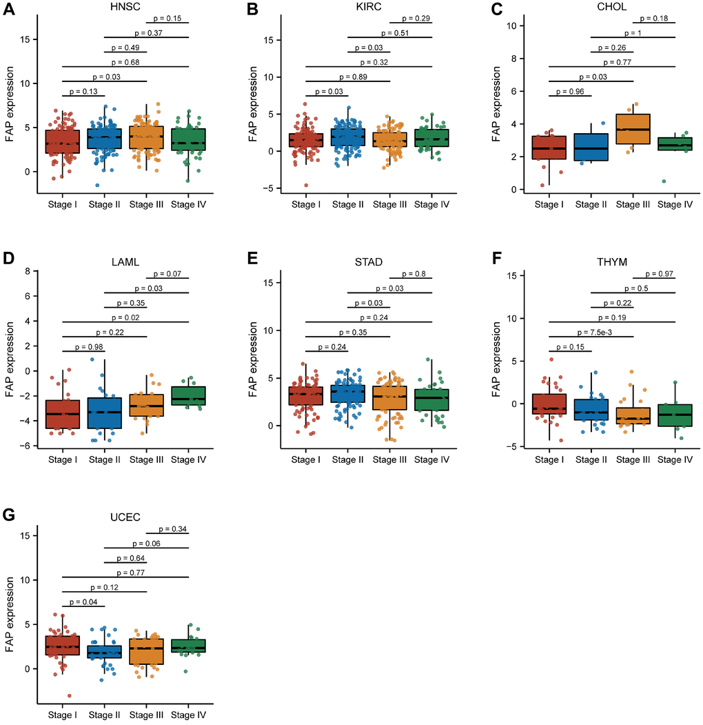 Association between FAP expression and pathological stage in (A) head and neck squamous cell carcinoma (HNSC), (B) kidney renal clear cell carcinoma (KIRC), (C) cholangiocarcinoma (CHOL), (D) acute myeloid leukemia (LAML), (E) stomach adenocarcinoma (STAD), (F) thymoma (THYM), (G) uterine corpus endometrial carcinoma (UCEC).