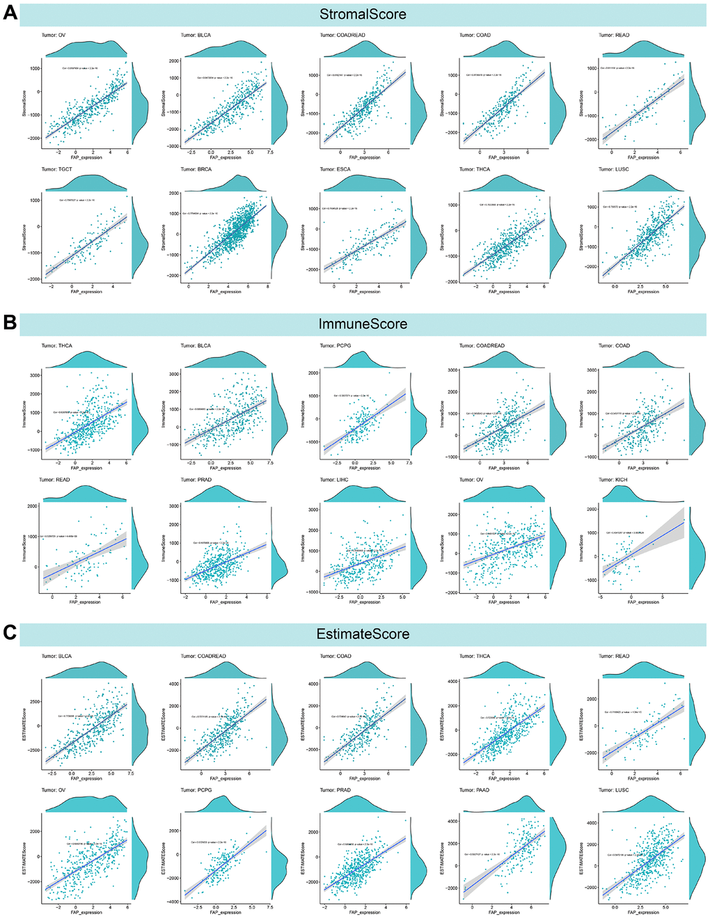 Ten tumors with the highest correlation coefficients between FAP expression and the tumor microenvironment. (A) Correlation between FAP and stromal scores in ovarian serous cystadenocarcinoma (OV), bladder urothelial carcinoma (BLCA), colon adenocarcinoma/rectum adenocarcinoma esophageal carcinoma (COADREAD), colon adenocarcinoma (COAD), rectum adenocarcinoma (READ), testicular germ cell tumors (TGCT), breast invasive carcinoma (BRCA), esophageal carcinoma (ESCA), thyroid carcinoma (THCA), lung squamous cell carcinoma (LUSC). (B) Correlation between FAP and immune scores in THCA, BLCA, pheochromocytoma and paraganglioma (PCPG), COADREAD, COAD, READ, prostate adenocarcinoma (PRAD), liver hepatocellular carcinoma (LIHC), OV, kidney chromophobe (KICH). (C) Correlation between FAP and ESTIMATE scores in BLCA, COADREAD, COAD, THCA, READ, OV, PCPG, PRAD, pancreatic adenocarcinoma (PAAD), LUSC.