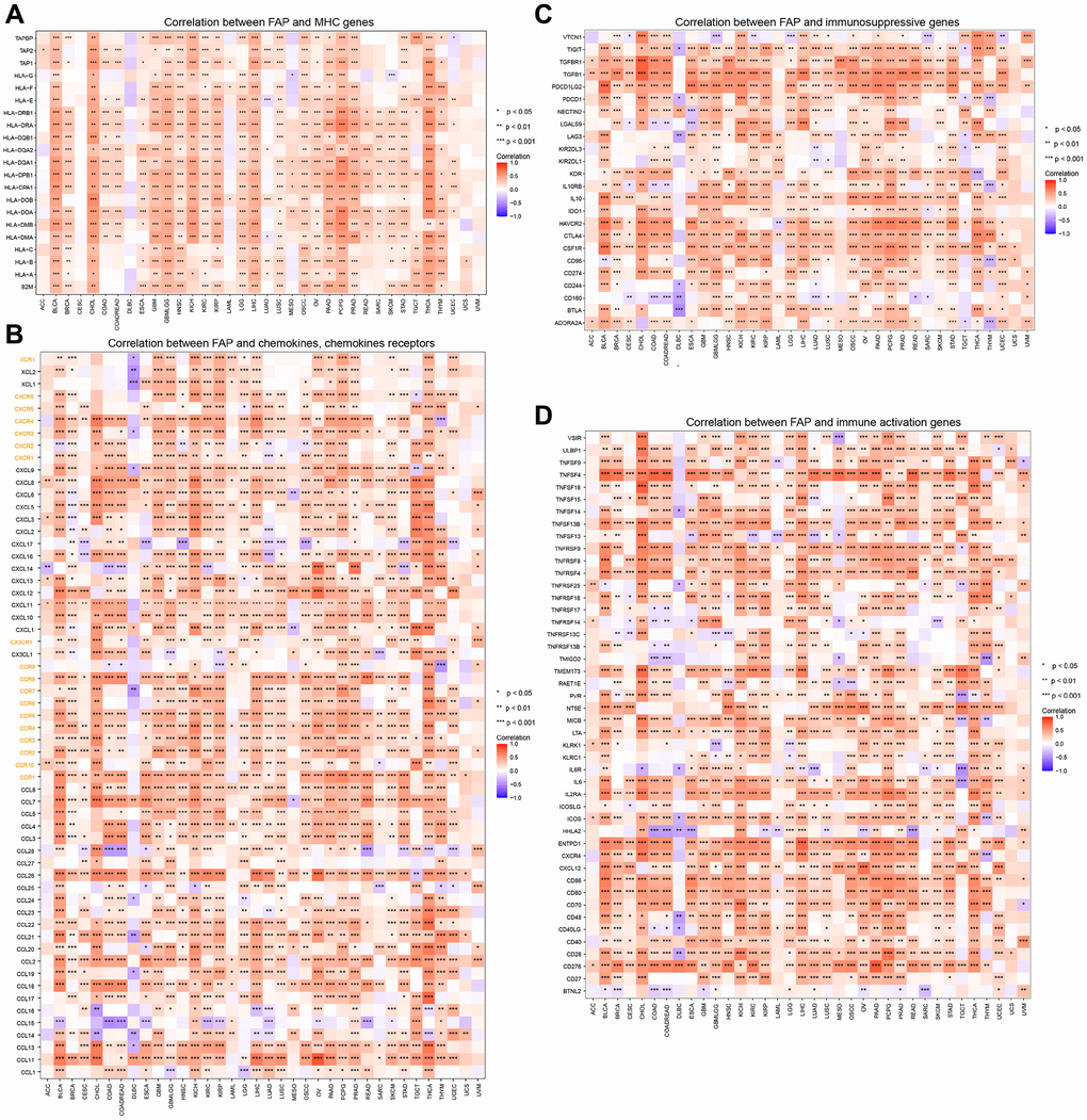 Co-expression of FAP and immune-related genes. (A) Correlation between FAP and MHC genes. (B) Correlation between FAP and chemokines, chemokines receptors, the yellow font represents chemokine receptors. (C) Correlation between FAP and immunosuppressive genes. (D) Correlation between FAP and immune activation genes. *P **P ***P 