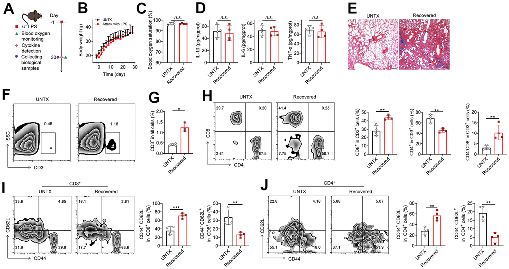 A disrupted immune landscape in the lung of mice recovered from severe pneumonia. (A) Schematic of the experimental timeline. Untreated (UNTX, mice not treated with LPS) and LPS-treated mice were then monitored for blood oxygen, and samples were collected for molecular pathological assessment. (B) Body weight of untreated and LPS-treated mice. (C) Blood oxygen saturation data of untreated and LPS-treated mice. (D) Inflammatory factors, including IL-1β, IL-6, and TNF-α, in lung tissue homogenate. (E) Representative Masson staining of lung sections after various treatments as indicated. Scale bars, 200 μm. (F) Representative plots of CD3+ cells as a percentage of the total cell population in lung tissues and (G) corresponding quantification results. (H) Representative flow cytometric analysis of T cells and quantitation of the percentage of CD8+ and CD4+ cells among CD3+ T cells in lung tissues. (I) Representative flow cytometry chart of naïve and memory CD8+ T cells in lung tissues and corresponding quantification results. (J) Representative flow cytometry chart of naïve and memory CD4+ T cells in lung tissues and corresponding quantification results. Data are shown as the mean ± SD (n=4). Statistical significance was calculated by Student’s t test (two-tailed) and one-way ANOVA using the Tukey posttest. *P P P 