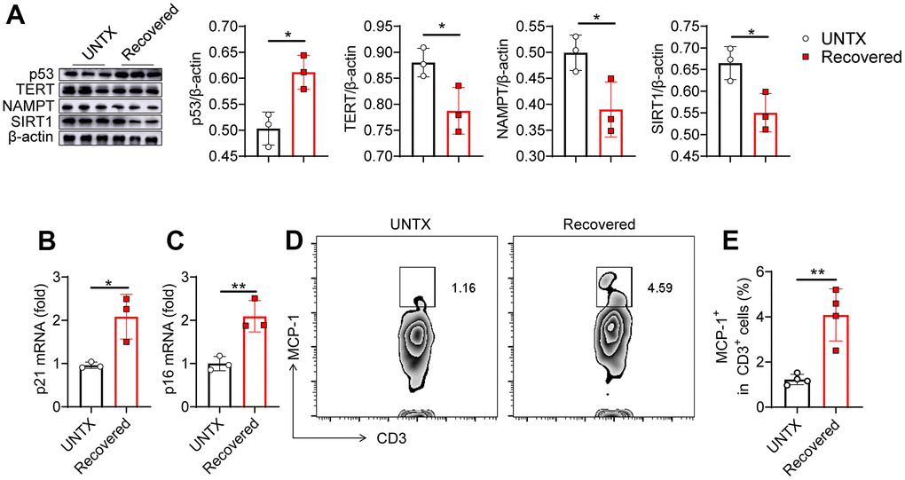 Senescence of the lungs after severe pneumonia. (A) Western blot analysis of the expression of various types of proteins in lung tissues after various treatments as indicated and the relative expression of proteins compared to the untreated group (n=3). (B, C) p21 and p16 mRNA expression analysis by qPCR (n=3). (D) Flow cytometric analysis for MCP-1+ in CD3+ cells of lung tissue and (E) corresponding quantification results (n=4). Data are shown as the mean ± SD. Statistical significance was calculated by Student’s t test (two-tailed) and one-way ANOVA using the Tukey posttest. *P P