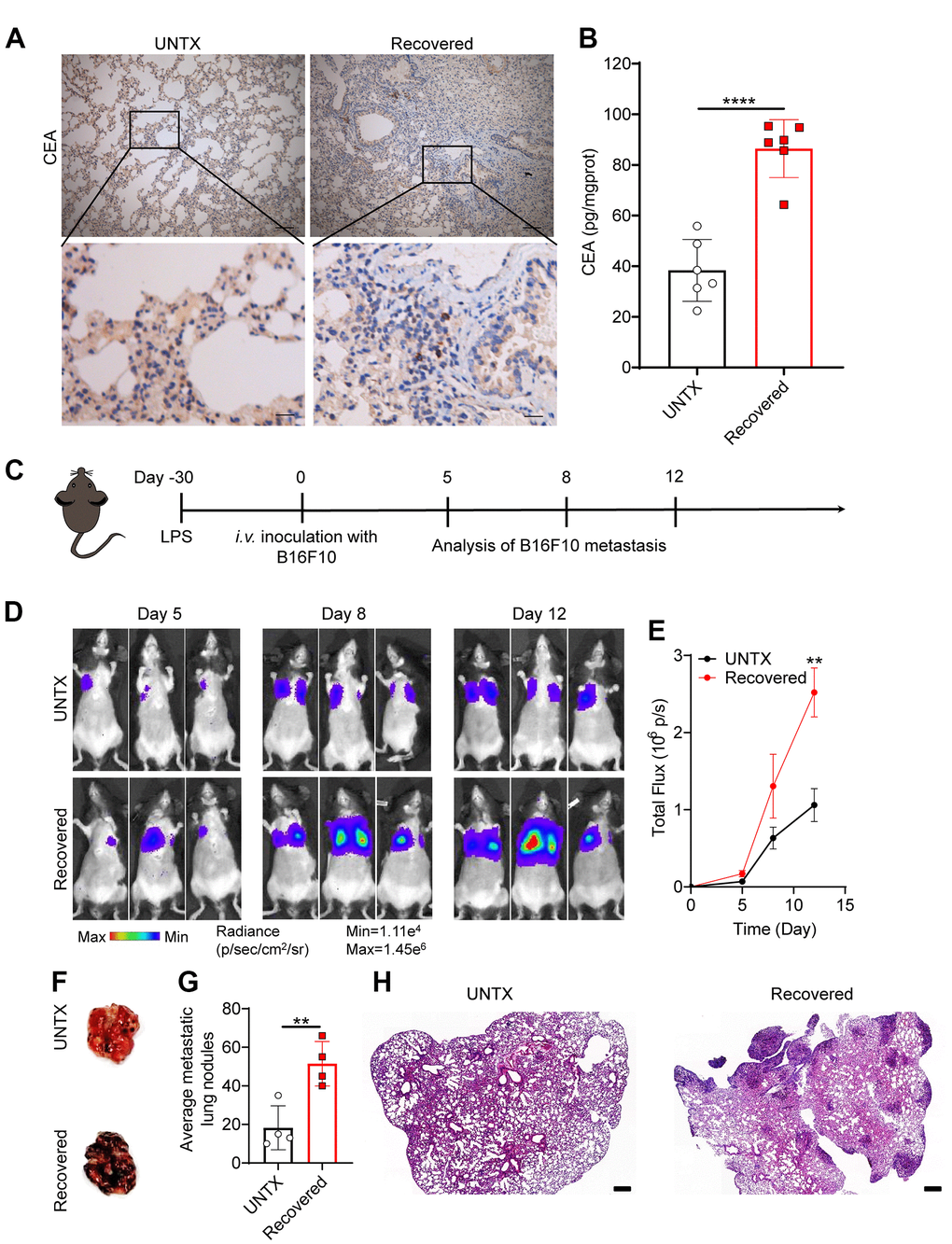 Recovered mice showed a low anticancer response in the lung. (A) Representative immunohistochemistry images of CEA-immunoreactive cells in lung sections of different groups. Scale bars, top, 100 μm; bottom, 20 μm. (B) Carcinoembryonic antigen (CEA) content in lung tissue homogenate. (C) Schematic of the experimental timeline. The tumor cells were then injected intravenously into untreated and 30D post-LPS treated mice to establish lung metastatic tumor model. (D) In vivo bioluminescence imaging of the B16F10-Luc lung metastasis tumor model in untreated and recovered groups and (E) corresponding quantification results. (F) Representative lung photographs, (G) number of lung tumor lesions, and (H) H&E-stained lung slices. Scale bars: 250 μm. Data are shown as the mean ± SD (n=4-6). Statistical significance was calculated by Student’s t test (two-tailed) and one-way ANOVA using the Tukey posttest. **PP 