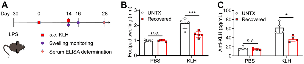 Recovered mice showed a low antigen response systemically. (A) Schematic of the experimental timeline. Untreated and recovered mice were immunized with KLH antigen, and the paw swelling was observed and serum ELISA was performed. (B) KLH delayed-type hypersensitivity data after sensitization of untreated and recovered mice (n=5). Footpad swelling at 48 h after challenge. (C) KLH antibodies measured by ELISA one month after challenge (n=4). Data are shown as the mean ± SD. Statistical significance was calculated by Student’s t test (two-tailed) and one-way ANOVA using the Tukey posttest. *P PP 