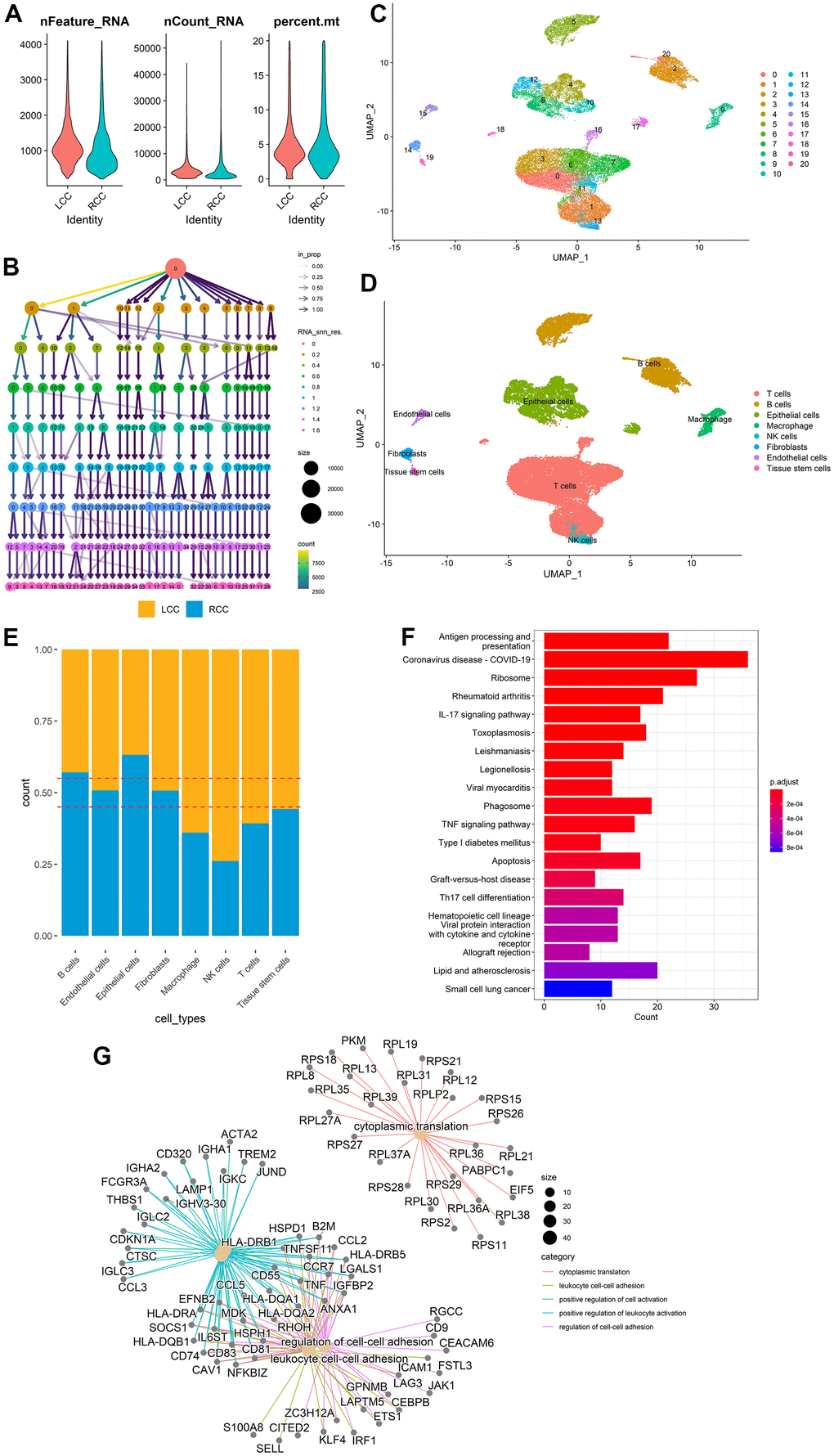 DEG identification between LCC and RCC in different cell types from scRNA-seq data. (A) scRNA-seq data quality control for LCC and RCC cells. (B) A cluster tree with a resolution range of 0 to 1.6. (C) All cells were classified into 21 clusters using the UMAP algorithm. (D) The clusters were annotated into eight main cell types using the singleR R package. (E) LCC and RCC distributions for each annotated cell type. (F) DEGs KEGG analysis results. (G) DEGs GO analysis results.