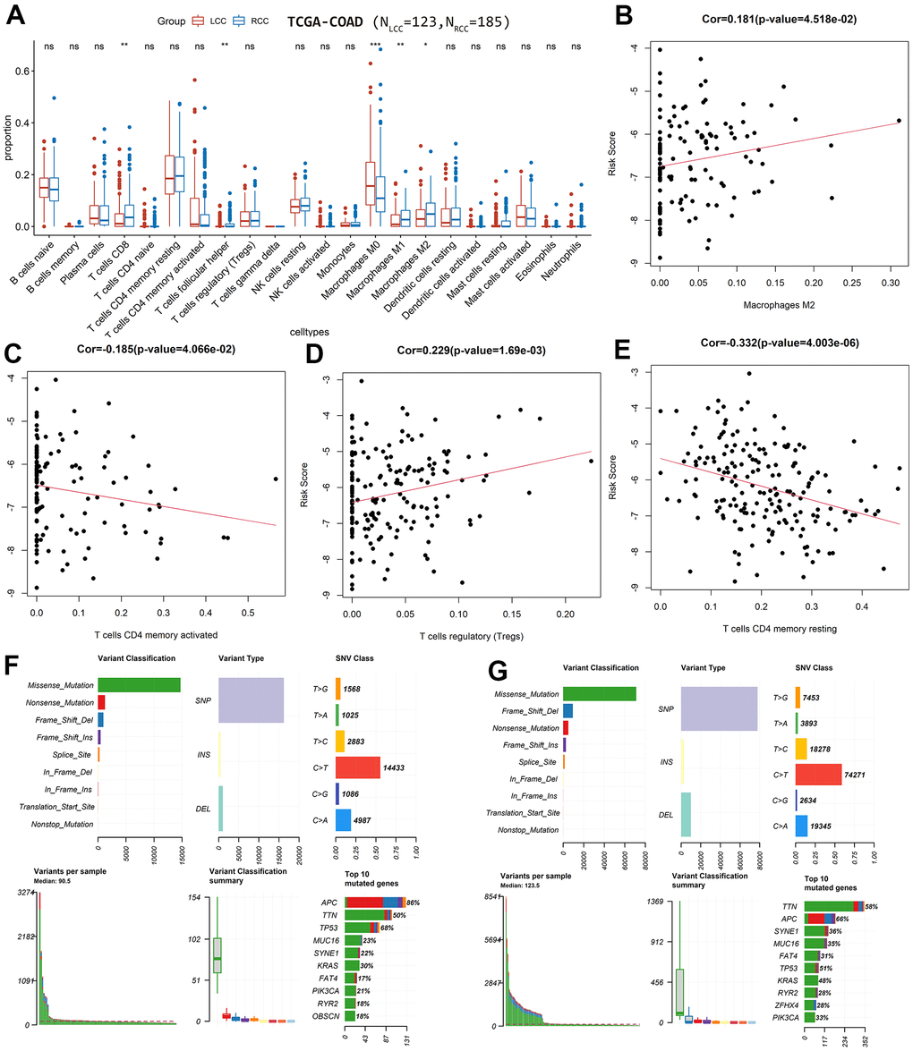 Differences in immune-infiltrating and mutation profiles between LCC and RCC patients based on TCGA-COAD cohort. (A) Differences in the composition of immune cell types between LCC and RCC patients. (B) The correlation between the immune-infiltrating degree of M2 macrophages with LCC patient risk scores. (C) The correlation between the immune-infiltrating degree of activated CD4 memory T cells with LCC patient risk scores. (D) The correlation between the immune-infiltrating degree of Tregs with RCC patient risk scores. (E) The correlation between the immune-infiltrating degree of resting CD4 memory T cells with RCC patient risk scores. (F) LCC patients’ mutation profiles. (G) RCC patients’ mutation profiles.