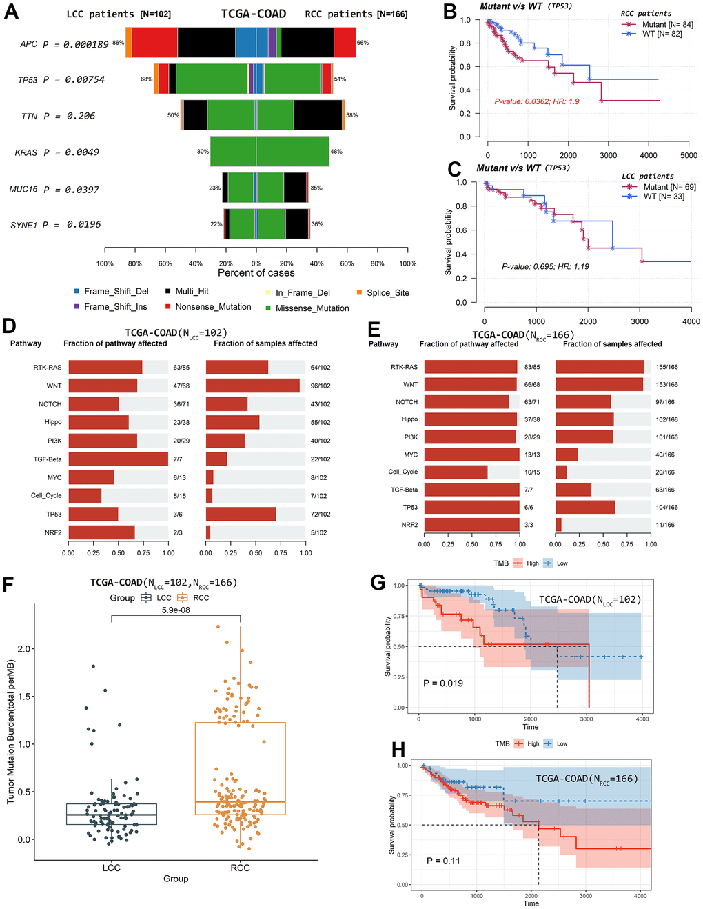 Differences in mutation profiles and affected oncogenic pathways and their relationships with patient OS based on TCGA-COAD cohort. (A) Differences in the top mutated genes. (B) TP53 mutation status was significantly associated with OS in RCC patients. (C) TP53 mutation status was not significantly associated with OS in LCC patients. (D) The fraction of pathways and samples affected by the oncogenic pathways in RCC patients. (E) The fraction of pathways and samples affected by the oncogenic pathways in LCC patients. (F) TMB values were significantly higher in RCC than in LCC patients. (G) LCC patients with lower TMB values had better OS. (H) TMB values were not significantly associated with OS in RCC patients.