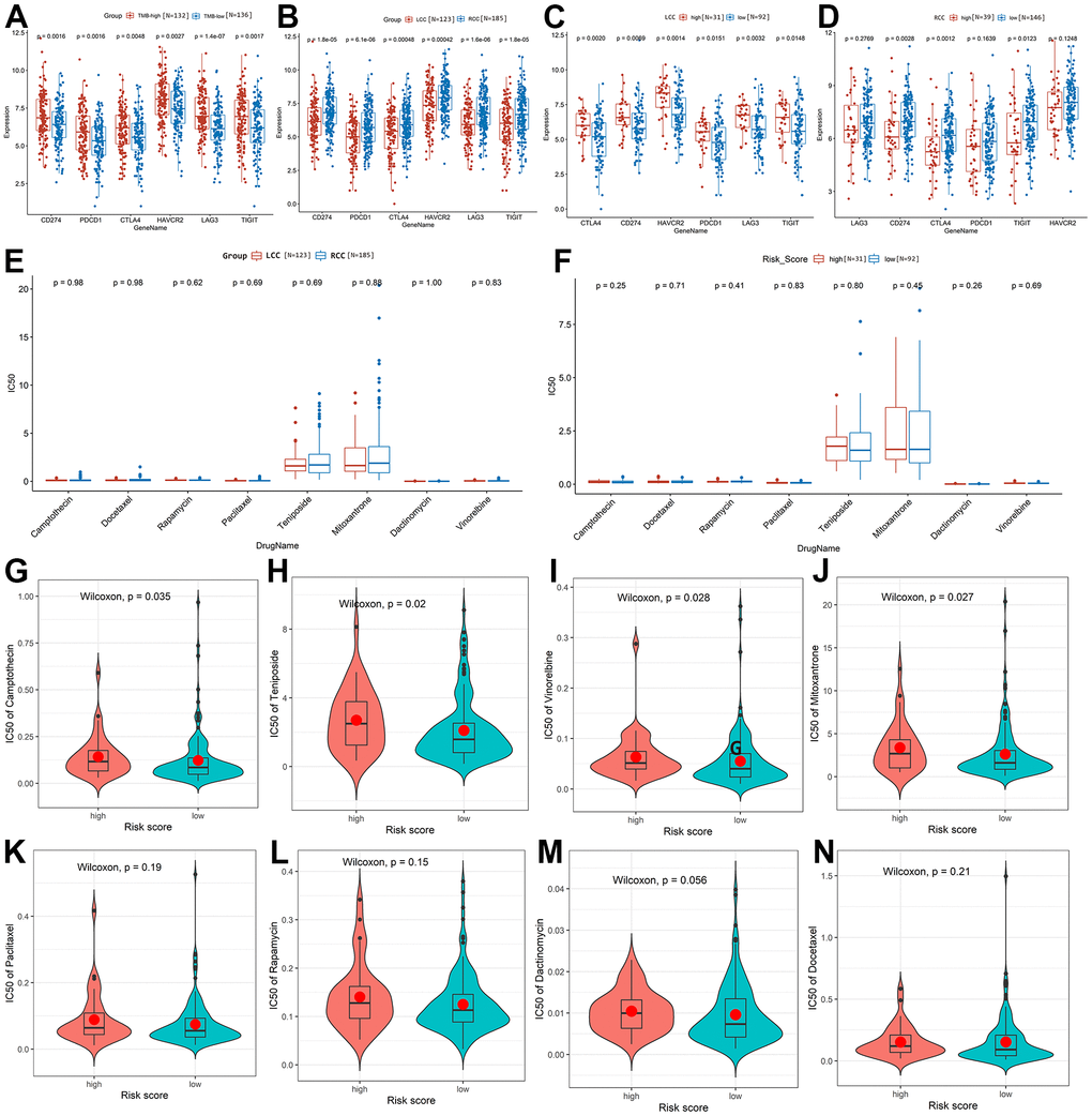 Prediction and comparison of the drug response in LCC and RCC patients based on TCGA-COAD cohort. (A) The expression of immune checkpoint targets was significantly higher in TMB-high patients than in TMB-low patients. (B) The expression of immune checkpoint targets was significantly higher in RCC patients than in LCC patients. (C) The expression of immune checkpoint targets was significantly higher in high-risk than low-risk LCC patients. (D) Comparison of immune checkpoint target expression between high-risk and low-risk RCC patients. (E) Sensitivity to the eight drugs did not differ significantly between LCC and RCC patients. (F) Drug response sensitivity did not differ significantly between high-risk and low-risk LCC patients. (G–N) Correlations between the average IC50 values of the eight drugs and RCC patient risk scores.