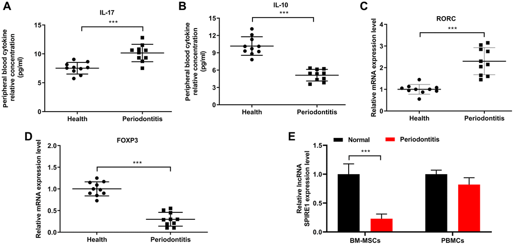 Chronic periodontitis caused the whole body and local Th17/Treg imbalance, and was associated with downregulated lncRNA SPIRE1 expression in mandibular bone marrow–derived mesenchymal stem cells (BM-MSCs). (A, B) The levels of soluble IL-17 (A) and IL-10 (B) in peripheral blood collected from healthy normal mice or periodontitis mice were measured by ELISA. (C, D) The expression levels of RORC mRNA (C) and FoxP3 mRNA (D) in peripheral blood from normal healthy mice or mice with periodontitis were measured by RT-qPCR. (E) Mandibular-BM-MSCs (but not blood cells) from periodontitis displayed a lower expression level of LncRNA SPIRE1 than that from normal control. The expression level of LncRNA SPIRE1 in mandibular BM-MSCs and peripheral blood of the indicated groups were quantitated by qPCR. PBMCs, peripheral blood mononuclear cells. n = 10 for normal healthy mice; n = 10 for periodontitis mice; ***P 