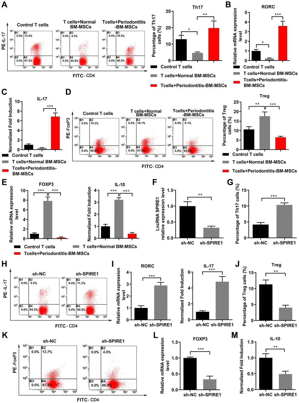 LncRNA SPIRE1 knockdown impaired the immunomodulatory properties of normal mandibular BM-MSCs by causing Th17/Treg imbalance. (A–F) Pre-activated CD4+ T cells were cultured alone, or co-cultured with mandibular BM-MSCs from control mice or periodontitis mice under the specific Th17 (A–C) or Treg (D–E) polarization condition. Representative flow cytometry profiles of T cells for Th17 (A) or Treg (D) populations identified as CD4+IL-17+ cells or CD4+FoxP3+ cells, respectively, are shown, and their percentages among total CD4+ cells were summarized. The mRNA levels of RORC (B) or FoxP3 (E) in total T cells and the soluble levels of IL-17 (C) or IL-10 (E) in co-cultured supernatants were quantitated by qPCR or ELISA, respectively. (F) The silence-efficacy of SPIRE1 in normal mandibular BM-MSCs was confirmed by qPCR analysis of cells transfected with negative control (NC)-shRNA or LncRNA SPIRE1-specific shRNA. (G–M) NC-shRNA or SPIRE1-shRNA transfected normal mandibular BM-MSCs were co-cultured with the pre-activated CD4+ T cells under the Th17 (G–I) or Treg (J–M) polarization condition. Representative flow cytometry profiles of Th17 (H) and Treg (K) populations, and their percentages are shown. The mRNA levels of RORC (I) or FoxP3 (L), and the levels of IL-17 (I) or IL-10 (M) in supernatants were quantitated by qPCR and ELISA, respectively. n = 3 for each group; **P ***P 