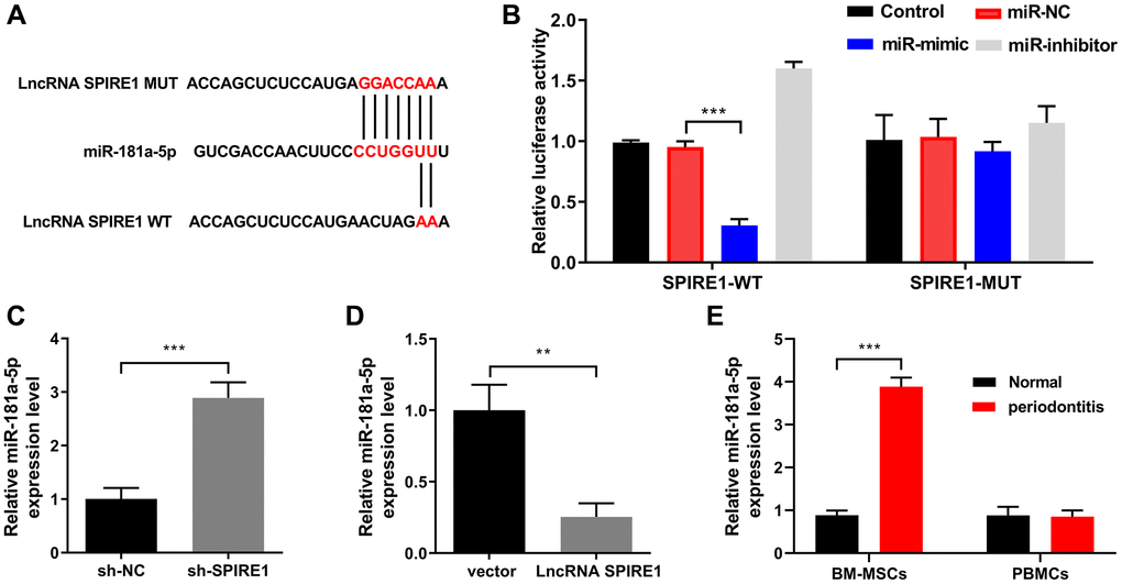 LncRNA SPIRE1 is a ceRNA that sponges miR-181a-5p in mouse mandibular BM-MSCs. (A) Schematic diagram shows the matching base pairs between miR-181a-5p and the wild type (WT) or mutated (MUT) LncRNA SPIRE1. (B) The luciferase activity of the reporter vectors was detected in mandibular BM-MSCs at 48 hours after co-transfection of the plasmid expressing wild type or mutant LncRNA SPIRE1 together with the negative control (NC) mimic or inhibitor, or miR-181a-5p-specific mimic or inhibitor. (C, D) The relative expression level of miR-181a-5p in mandibular BM-MSCs was determined at 48 hours after the transient transfection of control scramble shRNA or LncRNA SPIRE1-specific shRNA (C), or empty vector or LncRNA SPIRE1-expressing plasmid (D) by RT-qPCR. (E) Mandibular-BM-MSCs (but not blood cells) from periodontitis mice displayed a higher expression level of miR-181a-5p than that from normal controls. The level of miR-181a-5p in BM-MSCs and blood cells of the indicated groups was measured by qPCR. n = 3 for each group; **P ***P 