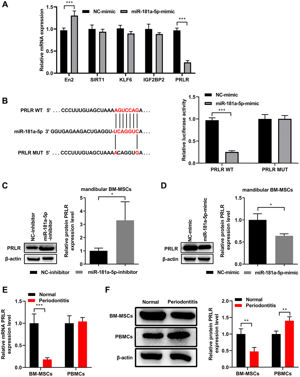 PRLR is a downstream target of miR-181a-5p in mouse mandibular BM-MSCs. (A) Normal mandibular BM-MSCs were transfected with NC-mimic or miR-181a-5p. At 48 hours after transfection, the mRNA levels of potential miR-181a-5p targeted candidate genes were quantitated by qPCR. (B) Schematic diagram shows the matching base pairs between miR-181a-5p and the wild type (WT) or mutated (MUT) 3′UTR of PRLR mRNA. The luciferase activity of the reporter vectors was detected in mandibular BM-MSCs at 48 hours after co-transfection of the plasmid expressing wild type or mutant 3′UTR of PRLR mRNA together with the NC mimic or the miR-181a-5p mimic. (C, D) Functional inhibition (C) or overexpression (D) of miR-181a-5p enhanced or reduced PRLR protein expression in mandibular BM-MSCs, respectively. The representative western blot images are shown, and the relative band intensity of PRLR by densitometry was summarized. (E, F) Mandibular-BM-MSCs (but not blood cells) from mice with periodontitis displayed a lower expression level of PRLR mRNA (E) or protein (F) than that from normal controls. The mRNA and protein levels were quantitated by qPCR and western blot assays, respectively. n = 3 for each group; *P ***P 