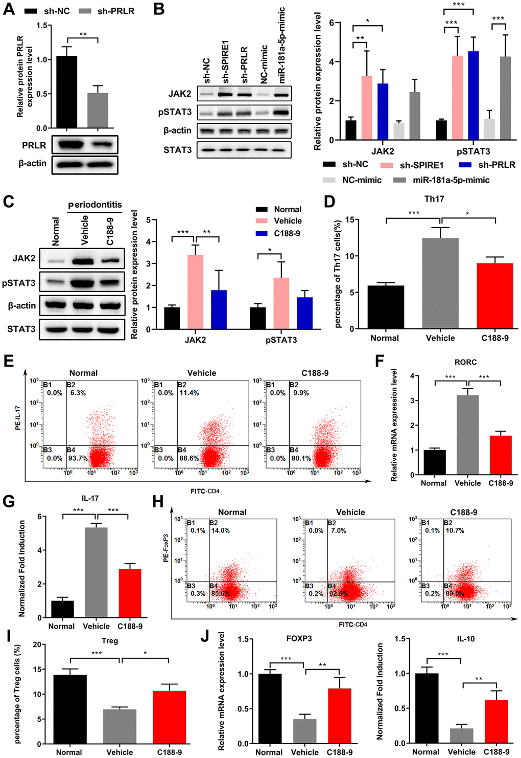 The LncRNA SPIRE1/miR-181a-5p/PRLR axis regulated the JAK/STAT3 signaling in mouse mandibular BM-MSCs to modulate the Th17/Treg balance. (A) The knockdown efficiency of PRLR-specific shRNA in mandibular BM-MSCs was confirmed by qPCR analysis of BM-MSCs transfected with plasmid expressing the indicated shRNA. (B) Knockdown of LncRNA SPIRE1 or PRLR, or transfection of miR-181a-5p mimics activated the JAK/STAT3 pathway, as evidenced by increased expression of JAK2 and phosphorylated STAT3 (pSTAT3). The protein levels of JAK2 and pSTAT3 in mandibular BM-MSCs after the indicated transfections were quantitated by western blot assays. (C) Mandibular BM-MSCs from periodontitis mice had more activated JAK/STAT3 signaling than that from normal controls, which was inhibited by the STAT3 inhibitor C188-9. The protein levels of JAK2 and pSTAT3 were quantitated as in (B). (D–J) Mandibular BM-MSCs from periodontitis mice were treated with vehicle or STAT3 inhibitor C188-9, while mandibular BM-MSCs from normal control mice were used as controls. After co-culturing of these BM-MSCs with pre-activated CD4+ T cells, the percentages of CD4+IL-17+ Th17 cells (D, E), RORC mRNA levels (F), soluble IL-17 level in culture medium (G), as well as the percentages of CD4+FoxP3+ Tregs (H, I), FoxP3 mRNA levels and soluble IL-10 levels in culture medium (J) were measured. n = 3 for each group; *P **P ***P 