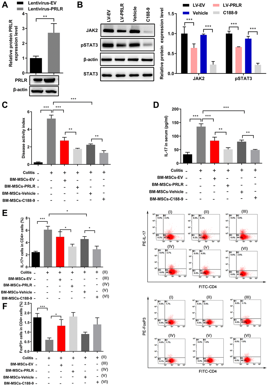 C188-9 treatment enhanced the effect of PRLR on regulation of Th17/Treg balance. (A) Confirmation of overexpression of PRLR in BM-MSCs using western blotting. (B) The protein levels of JAK2 and pSTAT3 in mandibular BM-MSCs were quantitated by western blot assays after overexpression of PRLR or treatment with C188-9. (C–F) Mandibular BM-MSCs from periodontitis mice were infected with PRLR-expressing lentivirus or empty vector virus, or treated with STAT3 inhibitor C188-9 or vehicle. Acute colitis in mice was induced by administering 3% (w/v) dextran sulfate sodium (DSS) through drinking water, and mice were fed ad libitum for 10 days. Control BM-MSCs or PRLR-overexpressing BM-MSCs, or C118-9-pretreated BM-MSCs (0.2 × 106 cells) were infused into colitis mice (n = 5 mice per group) intravenously at day 3 after feeding DSS water. Serum and blood samples from all mice were harvested at day 10 after the DSS water was provided. (C) Disease activity index was measured at 7 days after infusion of BM-MSCs with overexpression of PRLR or with C188-9 treatment. (D) Soluble IL-17 level in mouse serum was measured by ELISA. (E, F) The percentages of CD4+IL-17+ (E), and the percentages of CD4+FoxP3+ Tregs (F) among blood CD4+ T cells from mice of the indicated groups were measured. n = 5 for each group; *P **P ***P 