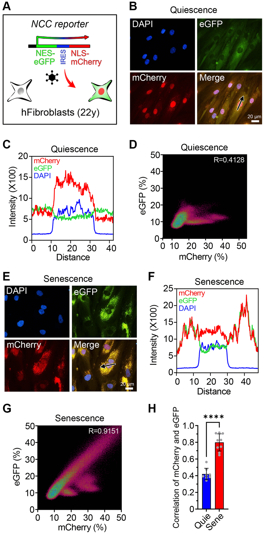 The NCC reporter system to monitor cellular senescence. (A) The NCC reporter system integrated in human fibroblasts. (B) NCC signals in quiescent fibroblasts. (C) Fluorescence intensity profiles corresponding to the path of the arrow in (B). (D) The colocalization of mCherry and eGFP signals in quiescent fibroblasts by Pearson correlation. (E) NCC signals in senescent fibroblasts. (F) Fluorescence intensity profiles corresponding to the path of the arrow in (E). (G) The colocalization of mCherry and eGFP signals in senescent fibroblasts by Pearson correlation. (H) Pearson correlation of quiescent and senescent fibroblasts. Data are mean ± SD. ****p t test.