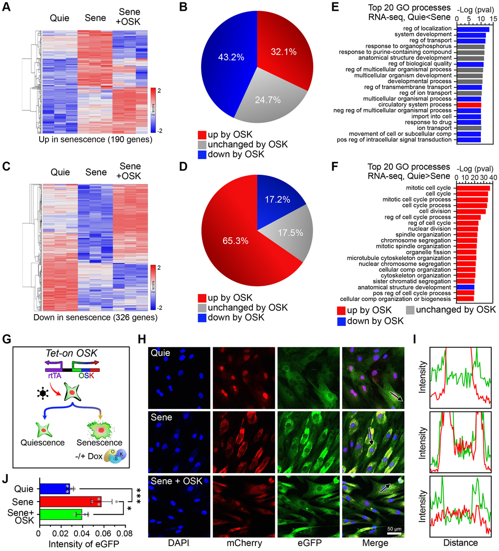 OSK-mediated partial reprogramming ameliorates features of cellular senescence. (A) Heatmaps for mRNA levels of genes upregulated by senescence (n=3, p-adj  2). (B) Percentage of genes changed by OSK (n=3, p-adj C) Heatmaps for mRNA levels of genes downregulated by senescence (p-adj  2). (D) The percentage of genes changed by OSK (p-adj E) Top 20 gene ontology (GO) processes of genes upregulated by senescence. The red and blue bars indicate upregulation or downregulation by OSK, respectively. (F) Top 20 GO processes of genes downregulated by senescence. Red and blue bars indicate upregulation or downregulation by OSK, respectively. (G) Schematics of the Tet-On OSK system integrated in NCC reporter system fibroblasts. (H) NCC signals and track of the arrows in quiescent, senescent, or senescent + OSK fibroblasts. Scale bar, 50 μm. (I) Fluorescence intensity profiles corresponding to the arrow in (H). (J) EGFP intensities in the cytoplasm. Data are mean ± SD. *p ***p 