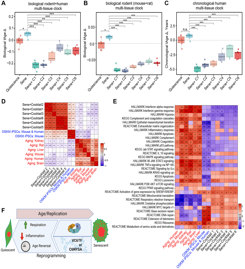 Transcriptomic rejuvenation by reprogramming small molecule cocktails. (A, B) Delta transcriptomic ages (tAgeΔ), as measured by a biological transcriptomic clock built on rodent and human transcriptomic data (A), or rodent data alone (B). (C) Delta ages, as measured by a chronological transcriptomic clock built using human data. n.s.: p > 0.05; *p **p ***p D) Correlation matrix of transcriptomic differences by cocktail treatment, iPSC reprogramming, or aging. *p-adj **p-adj ***p-adj E) Enrichment of pathways by cocktail treatment, iPSC reprogramming, or aging. Normalized Enrichment Score (NES) 0.05 p-adj *p-adj **p-adj ***p-adj F) Pictograph of study results showing that both induction of OSK and treatment with C1-6 restore NCC integrity, transcript profiles, and reversing biomarkers of health. Created using https://www.biorender.com.