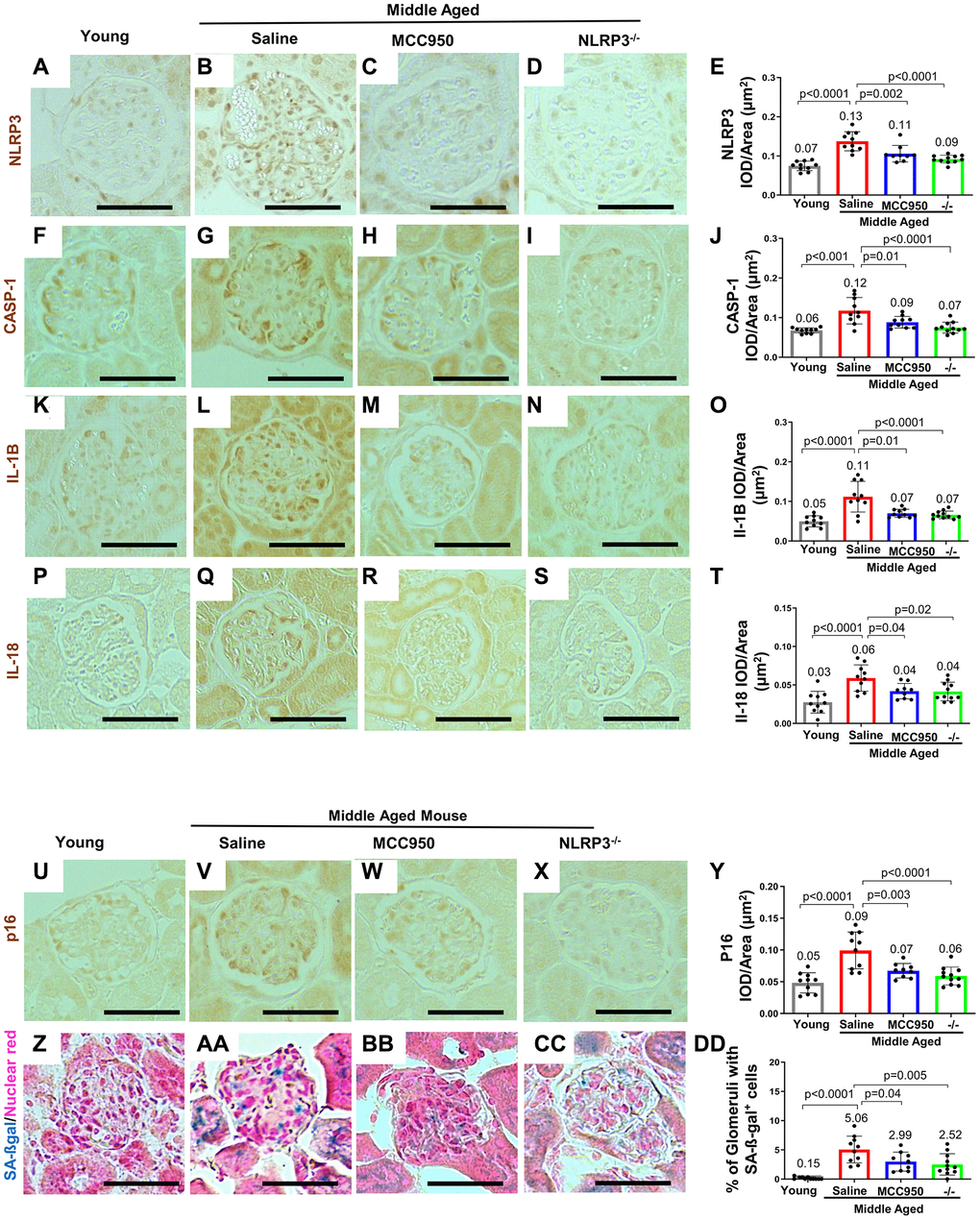Inhibiting/Deleting NLRP3 in middle-aged mouse podocytes. (A–Y) Comparison of glomeruli from young and middle-aged mice treated with vehicle (Saline) or MCC950, as well as middle-aged Nlrp3-null mice by immunohistochemistry for NLRP3 (A–E), inflammasome downstream signaling components Caspase-1 (F–J), Interleukin-1β (IL-1β) (K–O), IL-18 (P–T) as well as the senescence marker p16 (U–Y). All immunostainings (brown color) were quantified using automated approaches, depicted as integral optical density/area (IOD/area) and analyzed by Student’s t-test statistics. (Z–DD) Staining for SA-β-Gal (blue) and nuclear red (red). SA-β-Gal is not detected in young mice (Z, DD), but increased in the glomerulus in saline treated middle aged mice, including podocytes (AA, DD). SA-β-Gal was lowered by MCC950 (BB, DD) and in age-matched NLRP3 null mice (CC, DD). Note that in all the conditions staining increased in glomeruli of middle-aged saline-treated and was lower in MCC950-treated (C, E) and in aged-matched NLRP3 null mice. The scale bars in the images correspond to 25 μm.