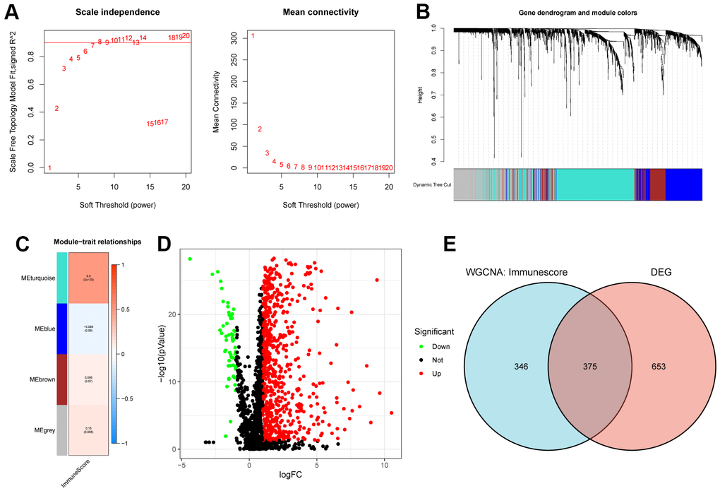 Acquisition of iEMT gene. (A) Scale independence and average connectivity of the TCGA-HCC cohort. (B) Gene dendrogram and modules of the TCGA-HCC cohort. (C) Person correlation analysis between co-expressed gene modules and Immunescore in TCGA-HCC cohort. (D) Differential analysis volcano map of EMT genes. (E) Venn diagram of key module genes and DEGs.