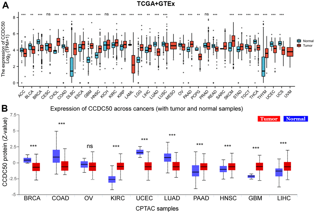 CCDC50 mRNA and protein expressions between tumour and normal tissues. (A) The CCDC50 expression in pan-cancer analysis via the TCGA/GTEx databases. (B) The protein of CCDC50 in pan-cancer analysis from CPTAC samples via the UALCAN web-portal. Z-values represent standard deviations from the median across samples for the given cancer type. ns, p > 0.05; *p 