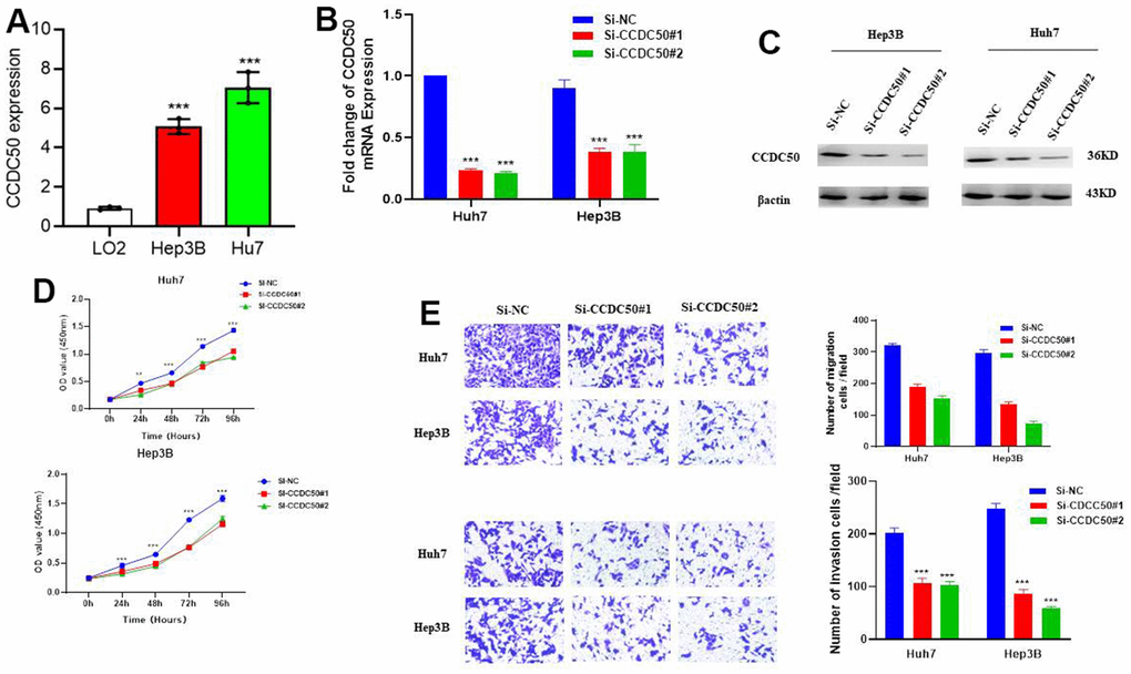 CCDC50 promotes the proliferation, migration, and invasion of LIHC cells. (A) The expression of CCDC50 in LIHC cell lines was examined via qRT-PCR assay. (B, C) The establishment of CCDC50 knockdown cell lines in Hep3B and Huh7 was verified via qRT-PCR assay and western blot. (D) The knockdown of CCDC50 dramatically inhibits the proliferation of Hep3B and Huh7 cells, examined via cell counting kit-8 assay. (E) The knockdown of CCDC50 dramatically inhibits the migration and invasion abilities of Hep3B and Huh7 cells. Data are presented as the mean ± SD of three independent experiments. **p 