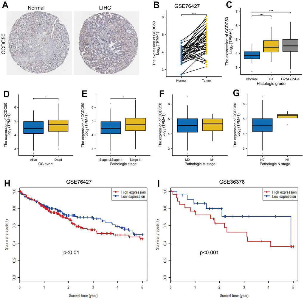 CCDC50 was highly expressed in HCC. (A) CCDC50 protein was highly expressed in HCC tissues than normal liver tissues examined by HPA database. (B) Validation of the expression of CCDC50 in HCC by GEO dataset. (C–G) Relationships between the expression of CCDC50 and diverse clinical features in HCC. (H, I) Validation of the prognosis of CCDC50 in HCC by GEO dataset.