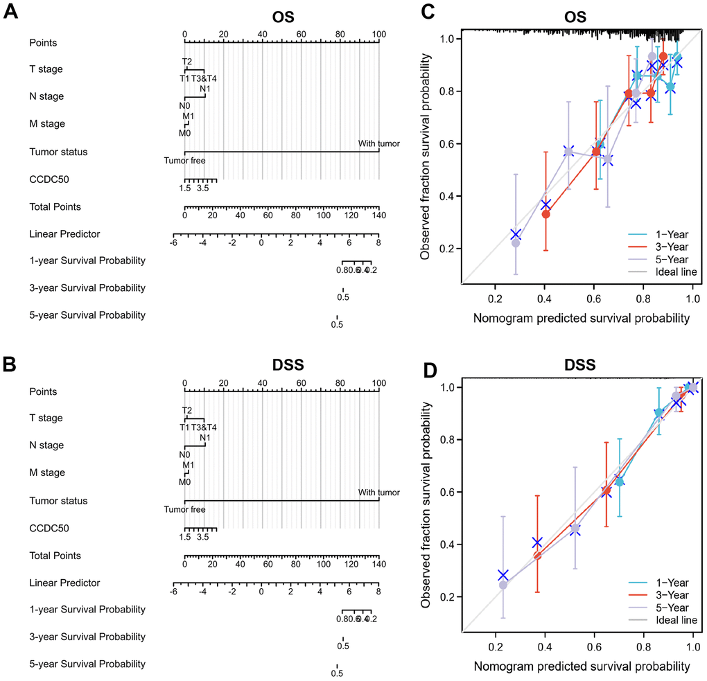 Nomogram and calibration curve for predicting the probability of 1-, 3-, and 5-year OS, and DSS in HCC patients. (A, B) A nomogram integrates CCDC50 and other prognostic factors in HCC from the TCGA data. (C, D) The calibration curve of the nomogram.