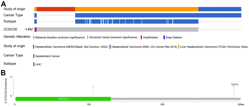 Mutational analysis of CCDC50 in HCC. (A) OncoPrint visual summary of the alterations in the CCDC50 gene. (B) The hot spots of mutations in CCDC50.