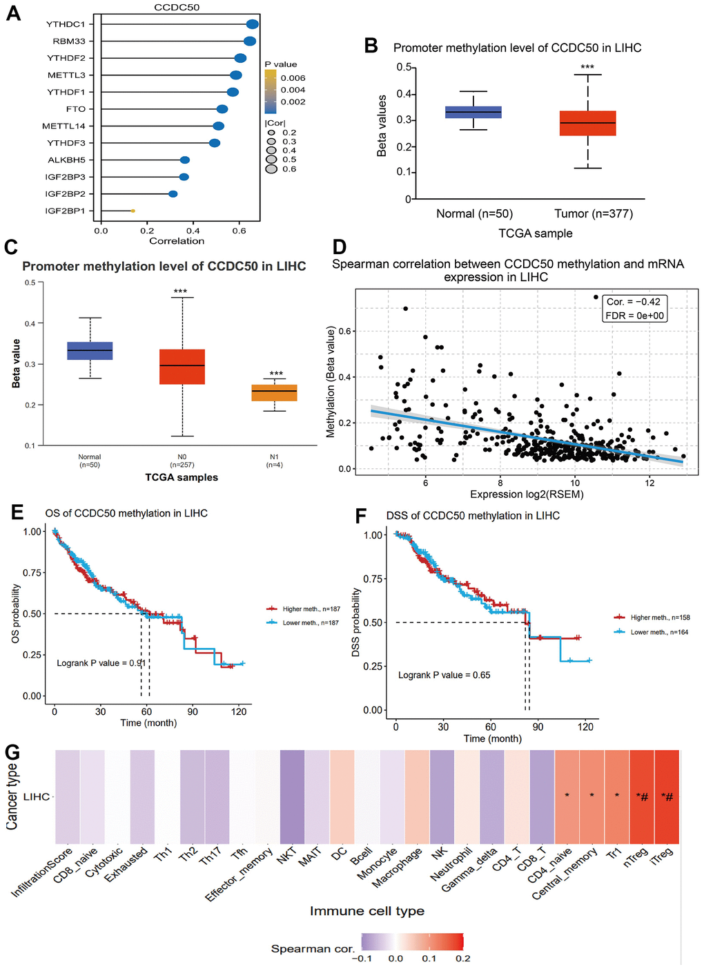 DNA and RNA methylation analysis of CCDC50 in HCC. (A) Correlation between m6A-related modulator genes and CCDC50 in LIHC. (B, C) The level of DNA methylation of CCDC50 in liver cancer tissue was significantly lower than that in normal liver tissue, and was negatively correlated with liver cancer metastasis. (D) The level of DNA methylation of CCDC50 was significantly negatively correlated with the expression of CCDC50 in HCC. (E, F) Correlation between DNA methylation of CCDC50 and prognosis in LIHC. (G) Correlation between DNA methylation of CCDC50 and the level of immune cell infiltration in LIHC. RSEM is a software for quantifying gene expression based on STAR sequence comparison. ns, p > 0.05; *p 