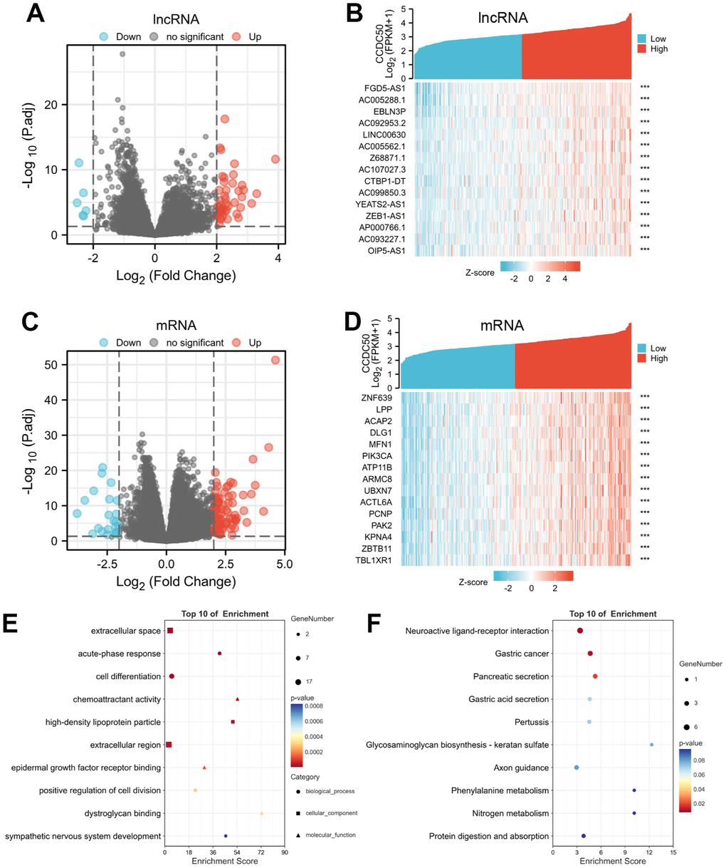 Identifying differentially expressed genes (DEGs) between high and low expression of CCDC50 groups. (A) The volcano plot of differential lncRNA profiles between CCDC50 high expression and CCDC50 low expression. (B) The heat map of the top 15 DEGs (lncRNA) between CCDC50 high expression and CCDC50 low expression. (C) The volcano plot of differential mRNA profiles between CCDC50 high expression and CCDC50 low expression. (D) The heat map of the top 15 DEGs (mRNA) between CCDC50 high expression and CCDC50 low expression. (E) The gene ontology term of CCDC50 analysis by using DEGs. (F) The KEGG term of CCDC50 analysis by using DEGs. ***p 