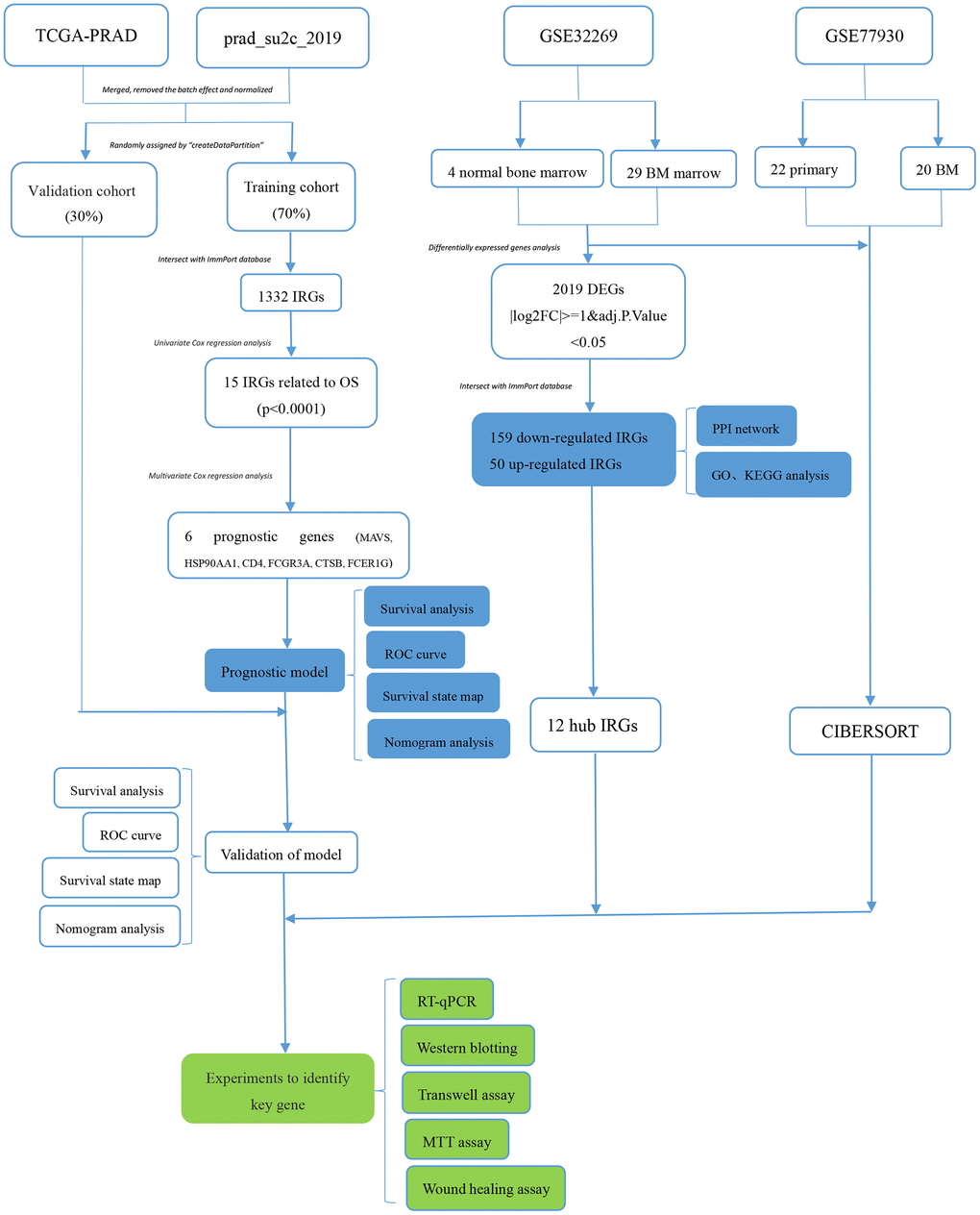The working flow chart of this study. IRGs, immune-related genes; DEGs, differentially expressed genes; FC, fold change, BM, bone metastases; TCGA, The Cancer Genome Atlas; OS, overall survival; ROC, receiver operating characteristic; RT-qPCR, Real-time quantitative Polymerase Chain Reaction.