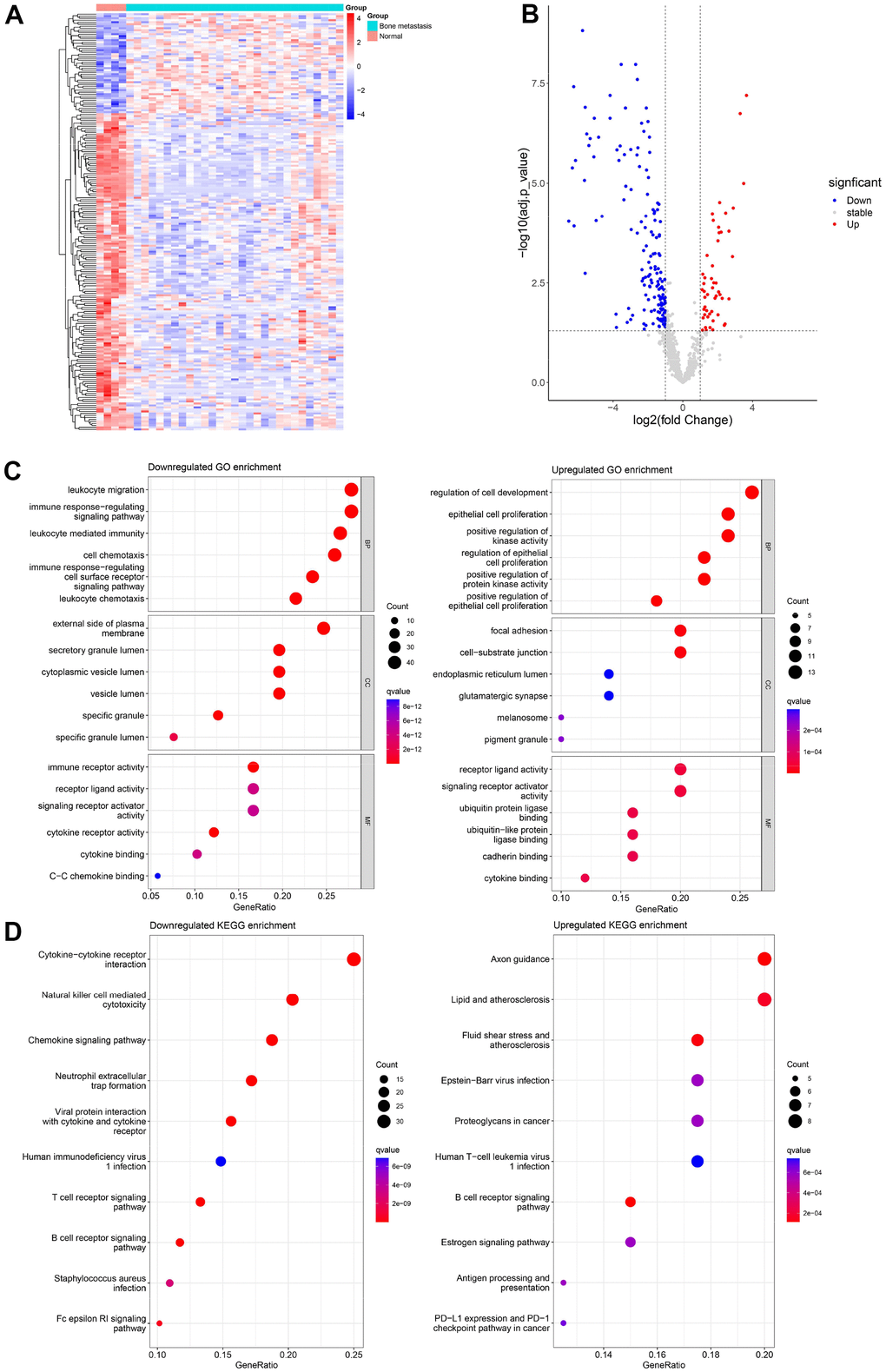 Differentially expressed IRGs and their functional enrichment analyses. Heat map (A) and volcano map (B) for differentially expressed IRGs in 4 normal bone marrow samples and 29 bone metastases of prostate cancer samples from GSE32269. GO (C) and KEGG (D) enrichment analysis for 159 down-regulated IRGs and 50 up-regulated IRGs.