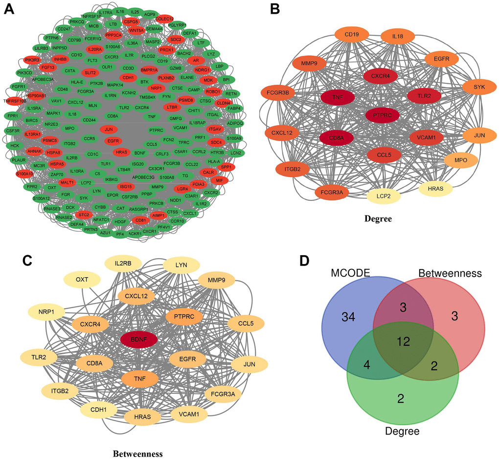 Hub genes and the biology network for differentially expressed IRGs in GSE32269. (A) A total of 197 IRGs were used for drawing the PPI network. Red indicated up-regulated, and green indicated down-regulated IRGs in bone metastasis tissues of prostate cancer. (B, C) Confirmation of the top 20 IRGs and establishment of the PPI network by degree and betweenness topological methods. (D) Venn diagram to determine 12 hub IRGs.