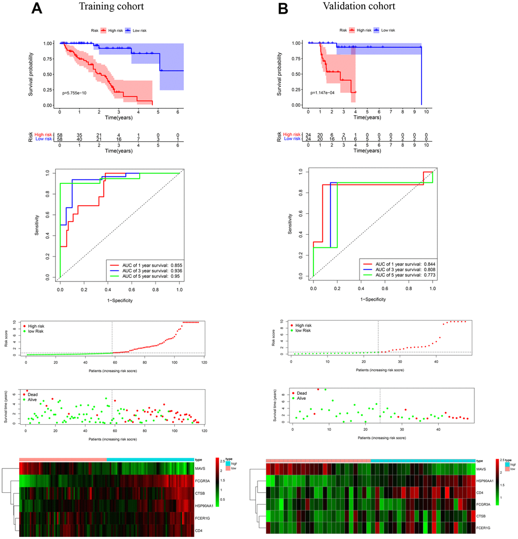 Establishment and validation of an immune-related gene prediction model for the OS of prostate cancer bone metastases. (A) K-M, ROC, and risk factor analysis were performed to access the association among risk score, mortality, and characteristic gene expression in the training cohort. (B) K-M, ROC, and risk factor analysis were performed to access the association among risk score, mortality, and characteristic gene expression in the validation cohort.