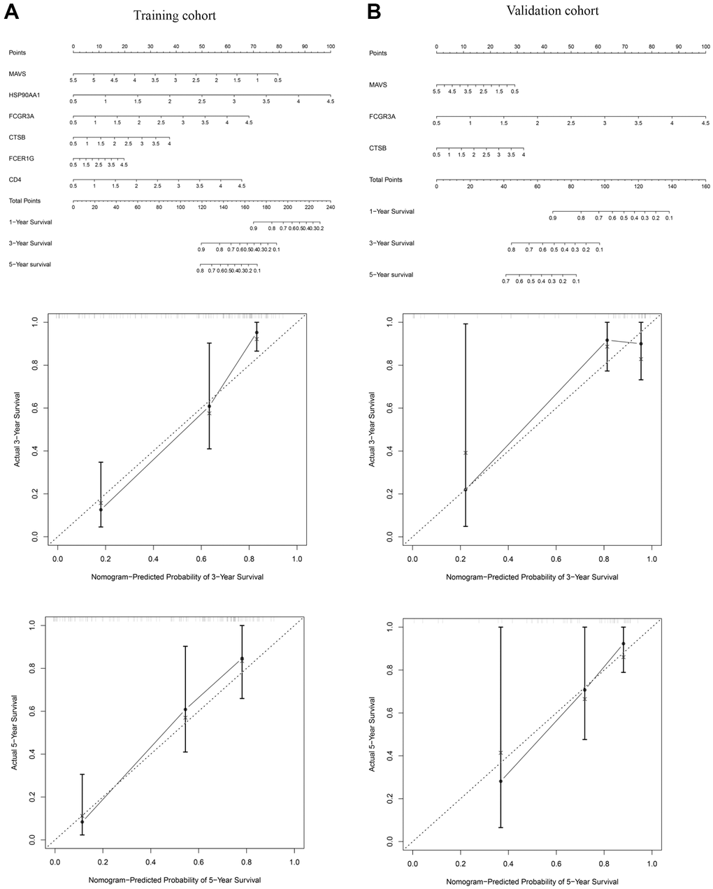 The nomogram of the OS predictive model for 1, 3, and 5 years. Nomogram and calibration plot for predicting 1, 3, and 5 years OS model in the training (A) and validation (B) cohorts.