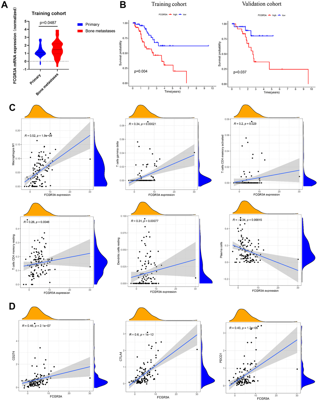 The linkage between FCGR3A and TIICs. (A) Relative FCGR3A expression level in the normal bone marrow and PCa bone metastases samples in the training set. (B) The OS analysis of FCGR3A expression in the training and validation sets. (C) Correlation between FCGR3A expression and infiltration of M1 macrophages, gamma delta T cells, CD4 memory activated T cells, CD4 memory resting T cells, resting dendritic cells, and plasma cells in the training set. (D) Correlation analysis between FCGR3A expression and immune checkpoints of CD274 (PD-L1), PDCD1 (PD-1), and CTLA4 in the training set.