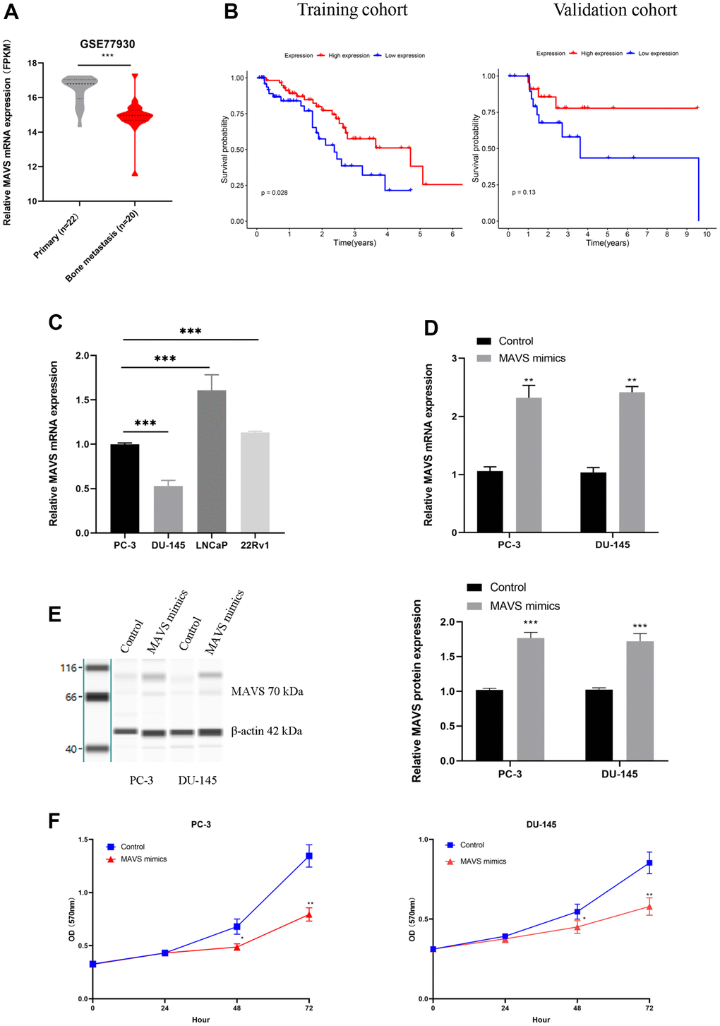 Up-regulation of MAVS suppressed PCa cells’ proliferation and metastasis. (A) MAVS expression of primary (n=22) and bone metastasis (n=20) of PCa in GSE77930. (B) The OS analysis of MAVS expression in the training and validation cohorts. (C) Relative MAVS mRNA expression in the PCa cell line. (D, E) Overexpression efficiency of MAVS in PC-3 and DU-145 cells by RT-qPCR and capillary immunoblotting. (F) Assessment of proliferation ability in PC-3 and DU-145 cells with MAVS (controls and mimics) via MTT assay. The original blots are provided in Supplementary Figure 5. *P 