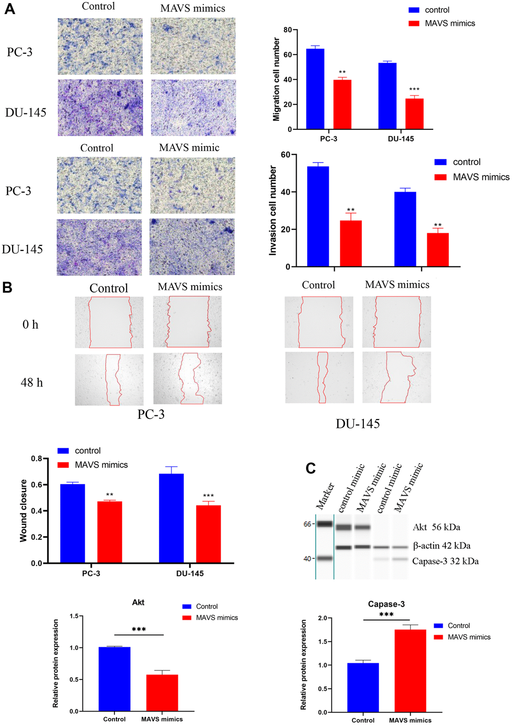 Up-regulation of MAVS suppressed PCa cells’ proliferation and metastasis. (A) Evaluation of migration and invasion abilities in PC-3 and DU-145 cells with MAVS (control and mimics) via Transwell assay. (B) Confirmation of the inhibitory effect of MAVS mimics on PC-3 and DU-145 cells via wound healing assay. (C) Capillary immunoblotting analysis of Akt and Capase-3 in PC-3 cells with MAVS (controls and mimics). The original full blots are provided in Supplementary Figure 5. *P 