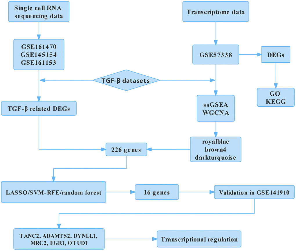 Flow chart of the analysis. DEGs, differentially expressed genes; GO, gene ontology annotation; KEGG, Kyoto Encyclopedia of Genes and Genomes; ssGSEA, single-sample gene Set enrichment analysis; WGCNA, weighted gene co-expression network analysis; LASSO, least absolute shrinkage and selection operator; SVM-RFE, support vector machine-recursive feature elimination; TANC2, tetratricopeptide repeat, ankyrin repeat, and coiled-coil containing 2; ADAMTS2, ADAM metallopeptidase with thrombospondin type 1 motif 2; DYNLL1, dynein light chain LC8-type 1; MRC2, mannose receptor C type 2; EGR1, early growth response 1; OTUD1, OTU deubiquitinase 1.