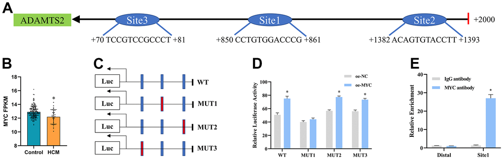 MYC transcriptionally regulates ADAMTS2. (A) Three predicted binding sites of the MYC protein in the ADAMTS2 promoter region are shown. (B) Boxplot showing the expression of MYC mRNA in GSE141910. * P C, D) Co-transfection of the mutant ADAMTS2 promoter recombinant vector and the MYC expression vector in 293 cells is verified using dual luciferase reporter gene assays. * P E) Binding of MYC to the ADAMTS2 promoters is tested using ChIP assays. * P 