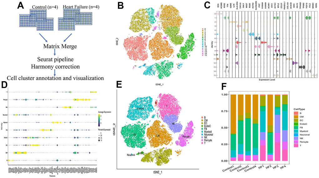 Single-cell RNA sequencing shows the heterogeneity of the heart tissue. (A) Pipeline of single-cell RNA sequencing data processing. (B) t-SNE plot representing the 15 clusters across 39,995 cells from four controls and four heart failure samples. (C) Violin plots showing the expression of marker genes for the 15 cell clusters. (D) Dot plot showing the expression of the top five DEGs in each cell type. (E) t-SNE plot representing the 10 cell clusters after annotation. B, B cells; CM, cardiac muscle cells; EC, endothelial cells; EndoC, endocardial endothelial cells; FB, fibroblasts; myeloid, myeloid cells; neuronal, neurogenic cells; NK, natural killer cells; T, T cells. (F) Bar plot showing the proportion of cell types in each sample.