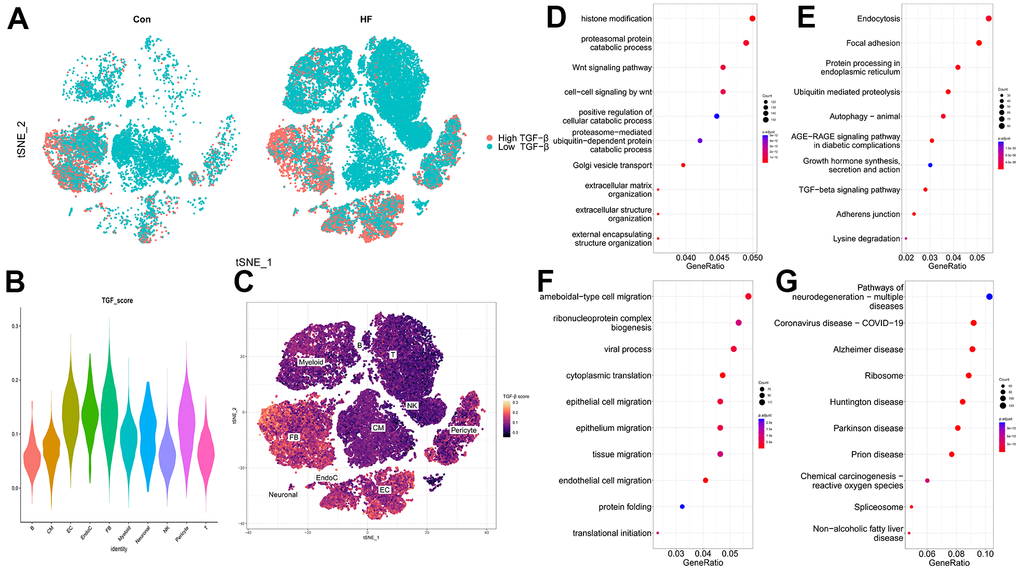 TGF-β score heart failure cell clusters. (A) t-SNE plot showing the high and low TGF-β activity in the control and heart failure samples. (B) TGF-β score for each cell cluster. (C) Heatmap showing the TGF-β activity. (D, E) GO and KEGG enrichment analyses of DEGs for CFs. (F, G) GO and KEGG enrichment analyses of DEGs for ECs.