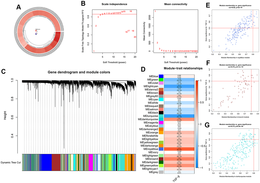 ssGSEA and WGCNA results. (A) Circular heatmap showing the TGF-β scores of 313 samples calculated using ssGSEA. (B) Analysis of the network topology for various soft-thresholding powers. (C) Clustering dendrogram of genes. (D) Heatmap showing the correlation between modules and TGF-β scores. (E–G) Three gene modules selected for further analysis.