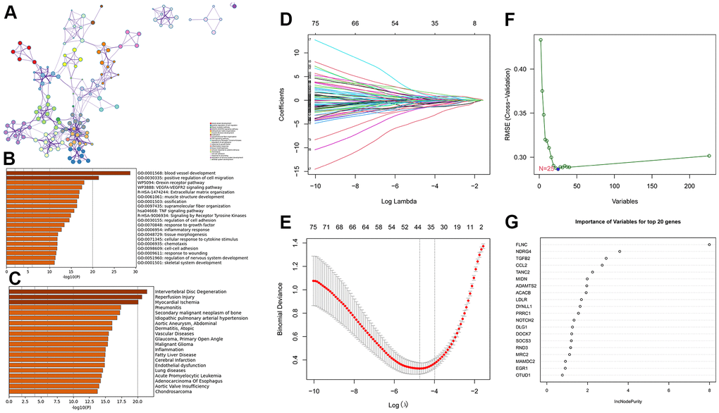 Enrichment analysis for the three gene modules (royalblue, brown4, and darkturquoize) using Metascape and machine learning. (A, B) The network and bar plot of enriched terms for genes in the three gene modules. (C) The enriched diseases for genes in the three gene modules using the DisGeNET database. (D, E) A total of 44 genes identified using the LASSO regression. (F) A total of 25 genes were identified using the SVM-RFE algorithm. (G) A total of 20 genes were identified using random forest.