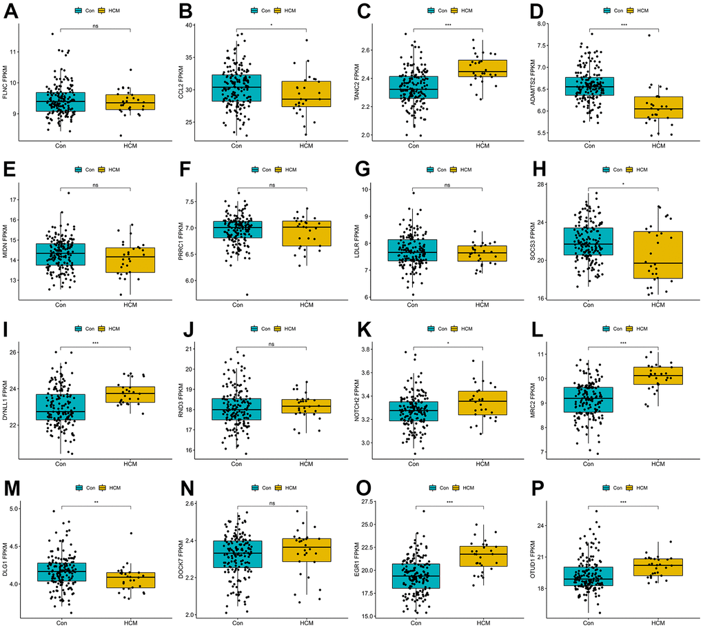 Boxplots of the sixteen genes in hypertrophic cardiomyopathy dataset (GSE141910). (A) FLNC; (B) CCL2; (C) TANC2; (D) ADAMTS2; (E) MIDN; (F) PRRC1; (G) LDLR; (H) SOCS3; (I) DYNLL1; (J) RND3; (K) NOTCH2; (L) MRC2; (M) DLG1; (N) DOCK7; (O) EGR1; (P) OTUD1. ns P > 0.05, * P 