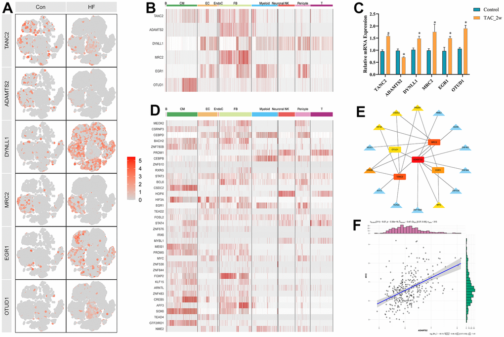 Six hub genes and corresponding transcriptional factors. (A) t-SNE plot showing the expression characteristic of the six hub genes in the control and heart failure samples. (B) Heatmap showing the expression of six hub genes in each cell type. (C) Relative mRNA expression of the six hub genes in the 2w TAC model. * P D) Heatmap showing the expression of differentially expressed transcriptional factors in each cell type. (E) Transcriptional factor and hub gene regulatory network. (F) Correlation diagram between MYC and ADAMTS2.