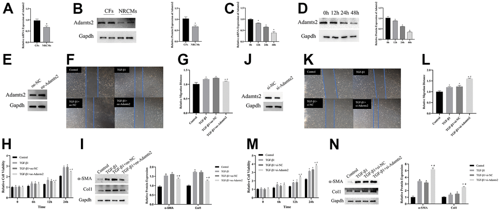 Upregulation of ADAMTS2 alleviates the effect of TGF-β1 on cardiac fibroblasts. (A) The mRNA expression of Adamts2 in CFs and NRCMs was determined by RT-qPCR. * P B) The protein expression of Adamts2 in CFs and NRCMs was determined western blot. * P C) The mRNA expression of Adamts2 in TGF-β1 treated CFs at different time points. * P D) The protein expression of Adamts2 in TGF-β1 treated CFs at different time points. * P E) The overexpression of Adamts2 in CFs was determined by western blot. (F) The migration ability of CFs was showed by wound healing assay. (G) The relative migration distance of Adamts2 overexpressed CFs. (H) The cell viability was calculated by CCK-8. * P I) The expression of α-SMA and Col1 were determined by western blot. * P J) The downregulation of Adamts2 in CFs was determined by western blot. (K) The migration ability of CFs was showed by wound healing assay. (L) The relative migration distance of Adamts2 downregulated CFs. (M) The cell viability was calculated by CCK-8. * P N) The expression of α-SMA and Col1 were determined by western blot. * P 