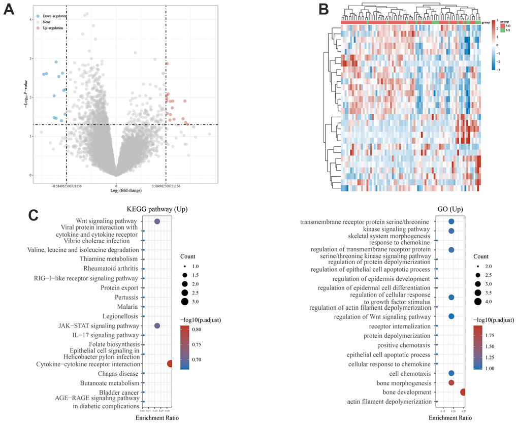 Identification of metastasis-related genes and functional enrichment analysis. (A) Volcano plot showing differentially expressed genes between primary and metastatic osteosarcoma. (B) Heatmaps of metastasis-related genes in the Target Database. (C) GO analysis of the metastasis-related genes. KEGG pathway enrichment analysis of the metastasis-related genes.