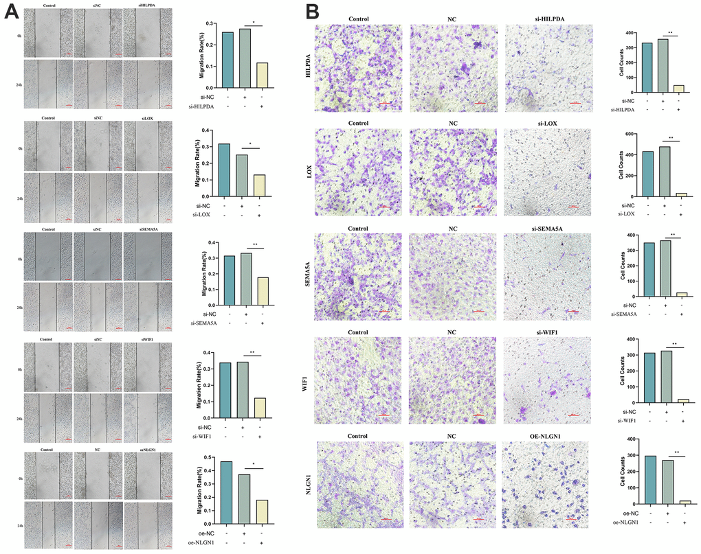 Knock out HILPDA, LOX, SEMA5A, WIF1 or overexpress NLGN1 to observe the migration and invasion ability of MG63 cells. (A, B) Knockdown of HILPDA, LOX, SEMA5A, WIF1 and overexpression of NLGN1 can reduce the migration and invasion ability of MG63 cells. (p 