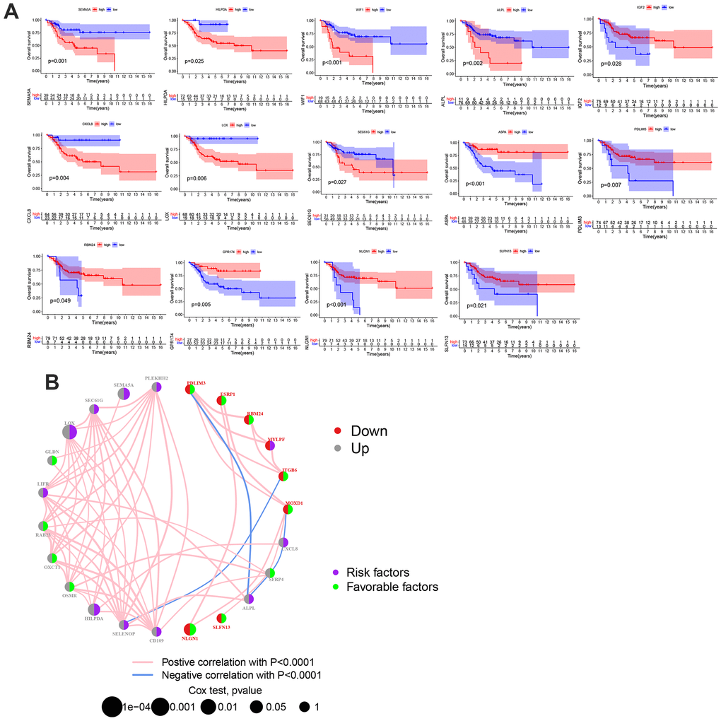 The prognostic value of MRGs in patients with OS. (A) Kaplan-Meier curves for the MRGs in OS patients from TARGET database. (B) A network of correlations including MRGs in the TARGET cohort. (p 